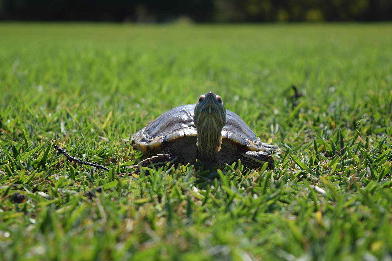 Image - turtle green nature color