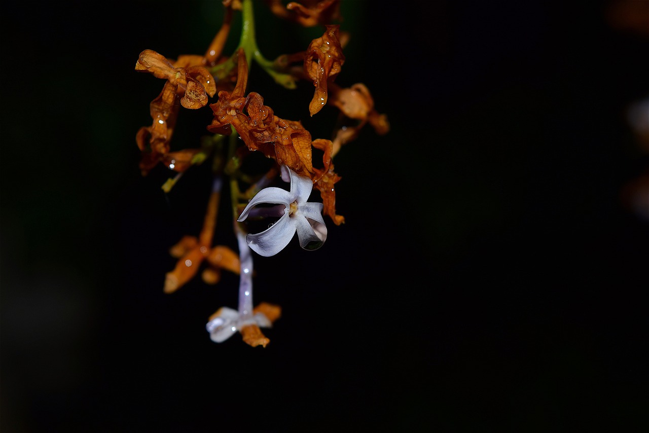 Image - flower lilac color contrast spring