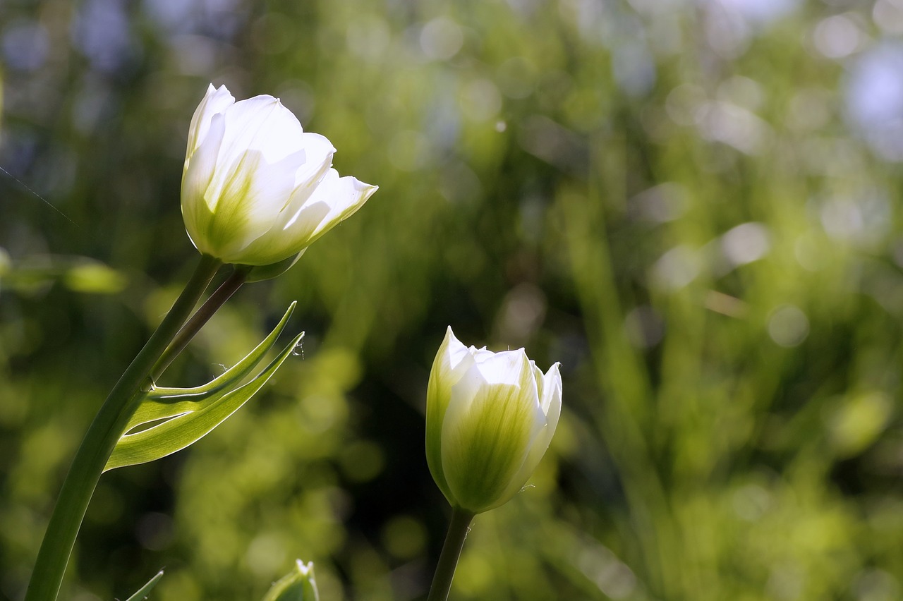 Image - flowers tulips green jagged garden