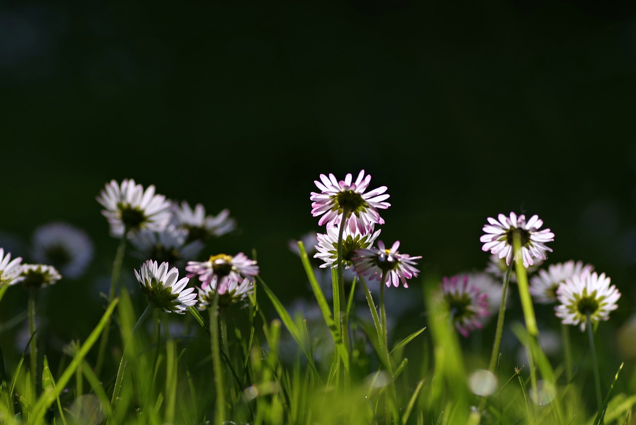 Image - daisies grass meadow green biel