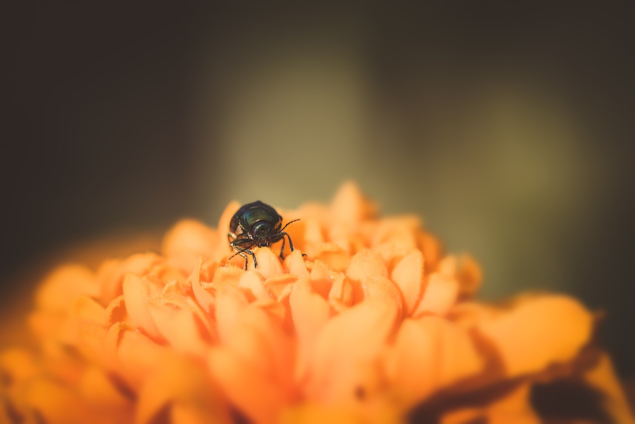 Image - beetle small beetle black beetle