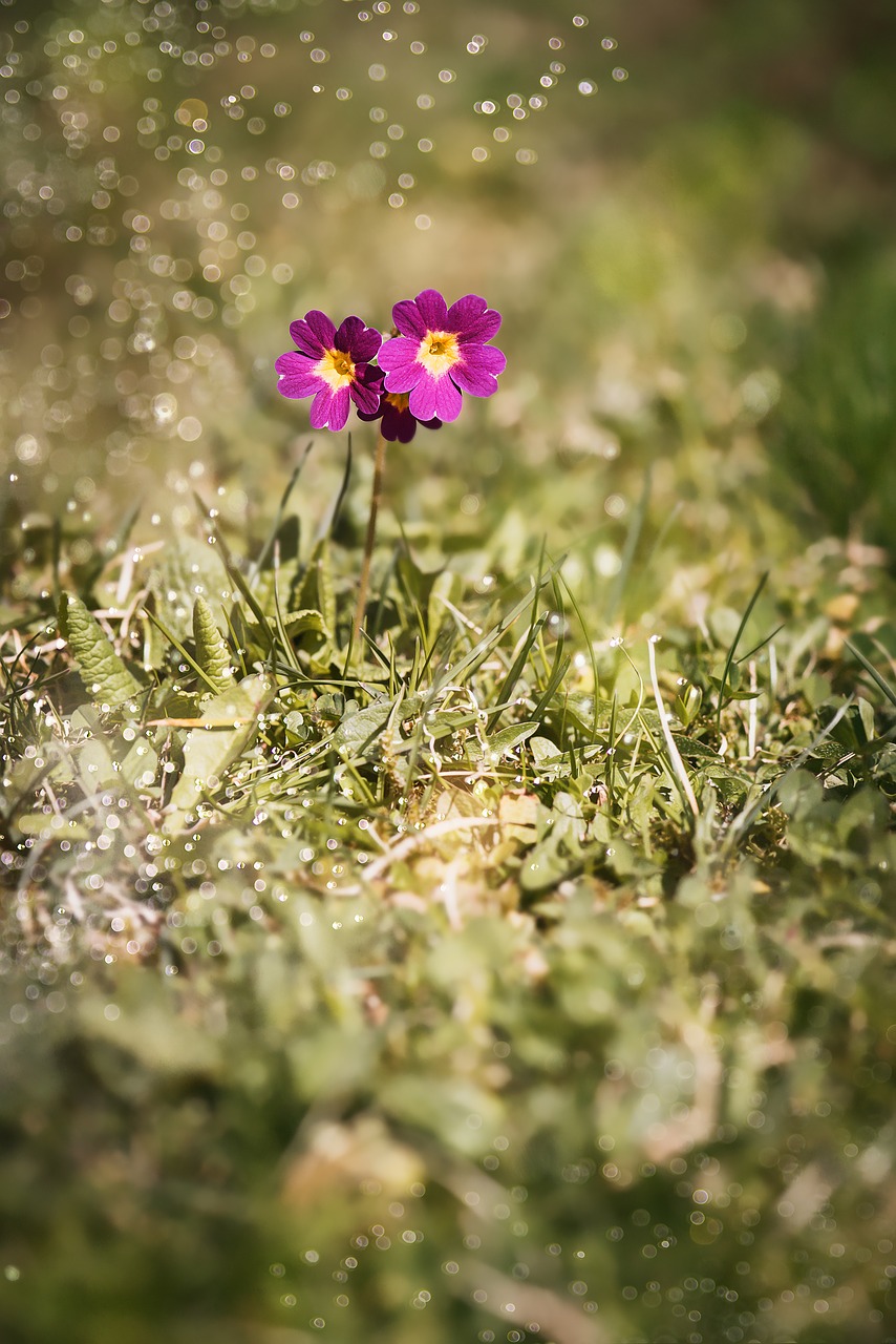 Image - primrose auricula alpine auricula