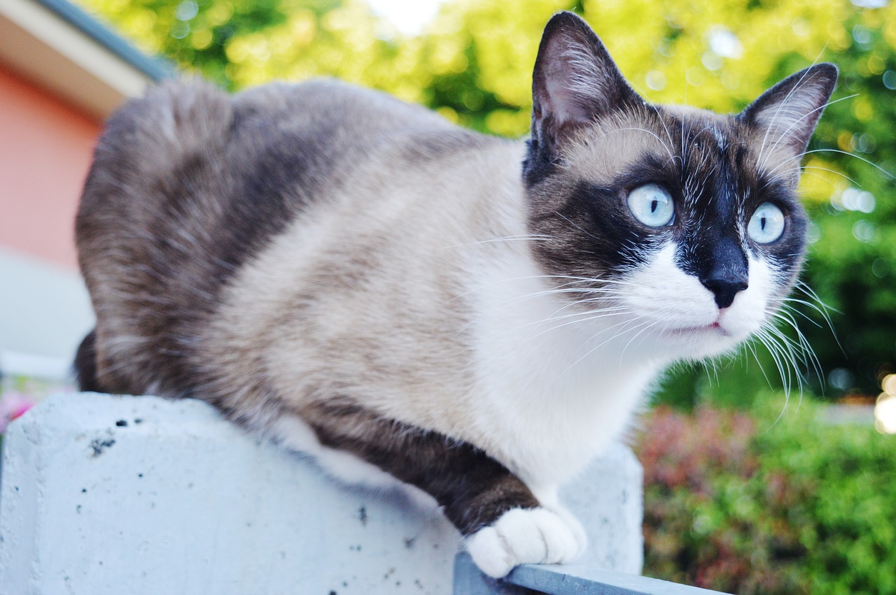 Image - cat eyes blue siamese muzzle