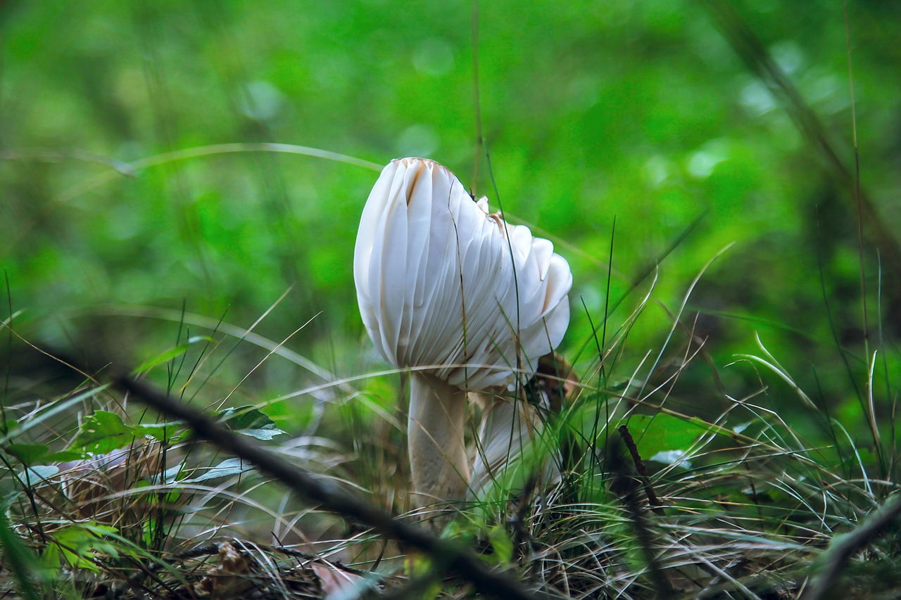 Image - karuizawa mushroom green natural