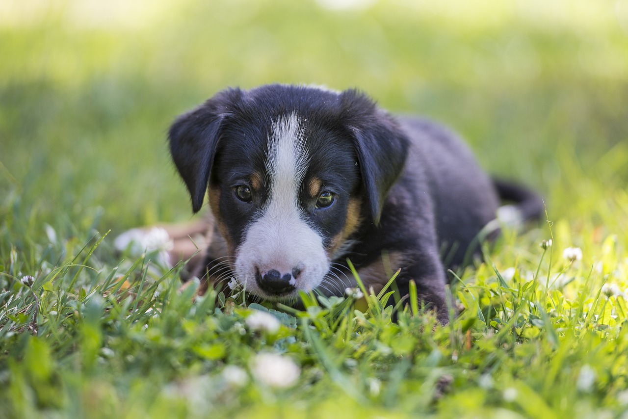 Image - appenzell puppy summer