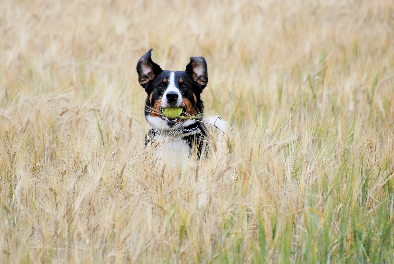 Image - appenzell ball cornfield autumn