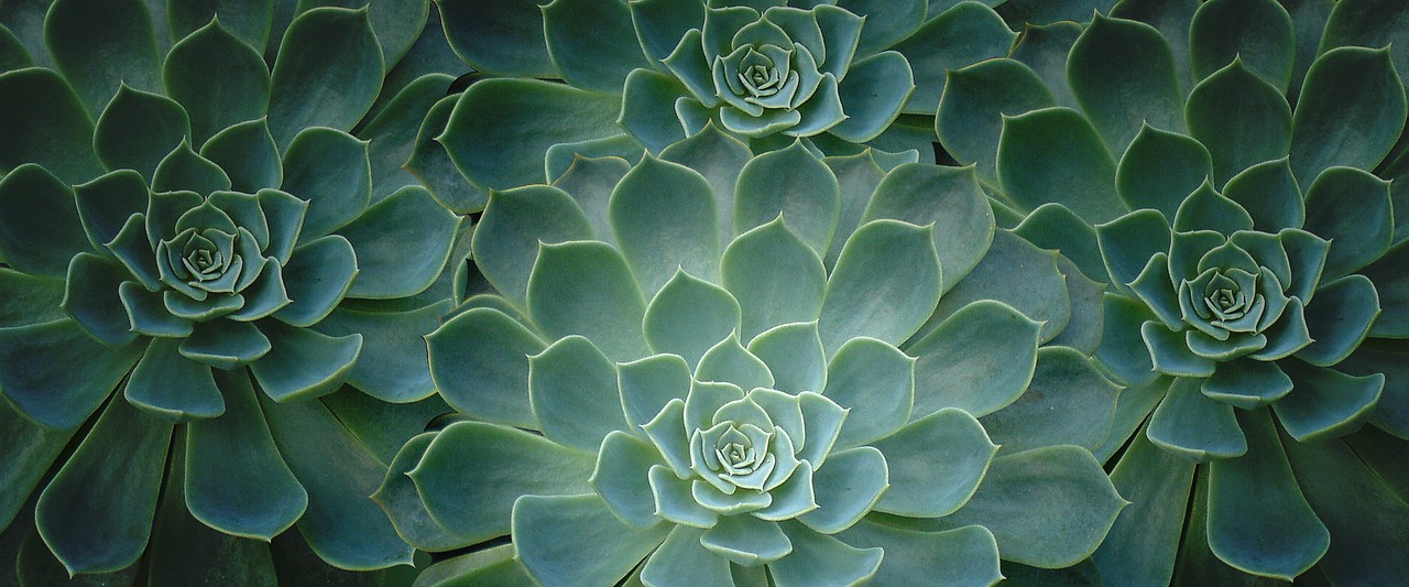 Image - plant cactus close up tropical