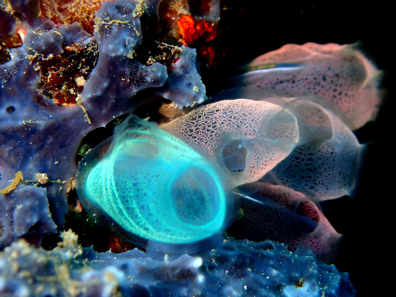 Image - sea squirt reef coral ocean sea