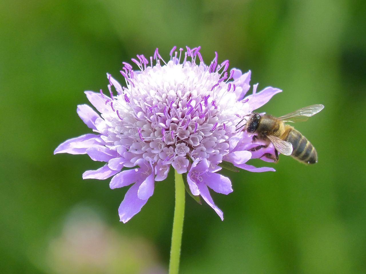 Image - flower bee libar spring