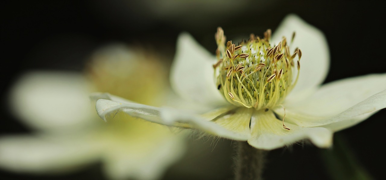 Image - anemone hahnenfußgewächs blossom