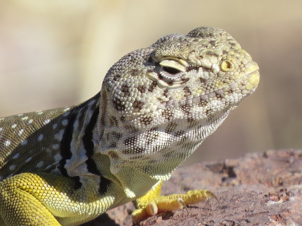 Image - animal reptile desert colorful