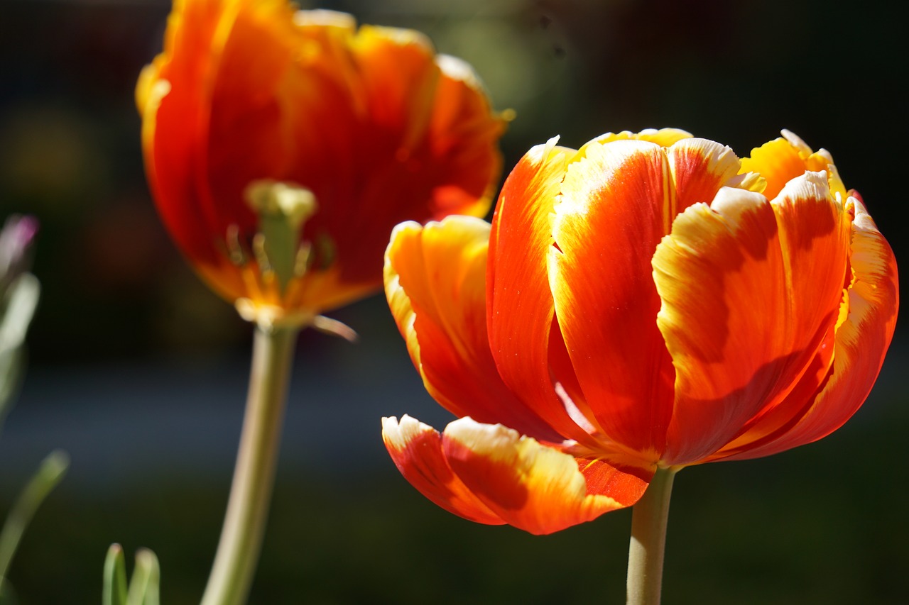 Image - flowers plant spring tulips red