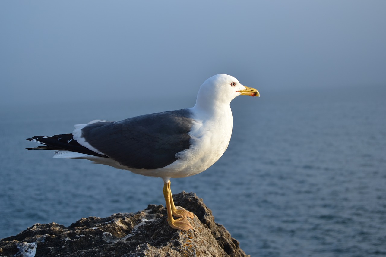 Image - portugal seagull out of rock rocks