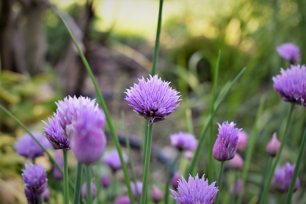 Image - chives blossom bloom purple green