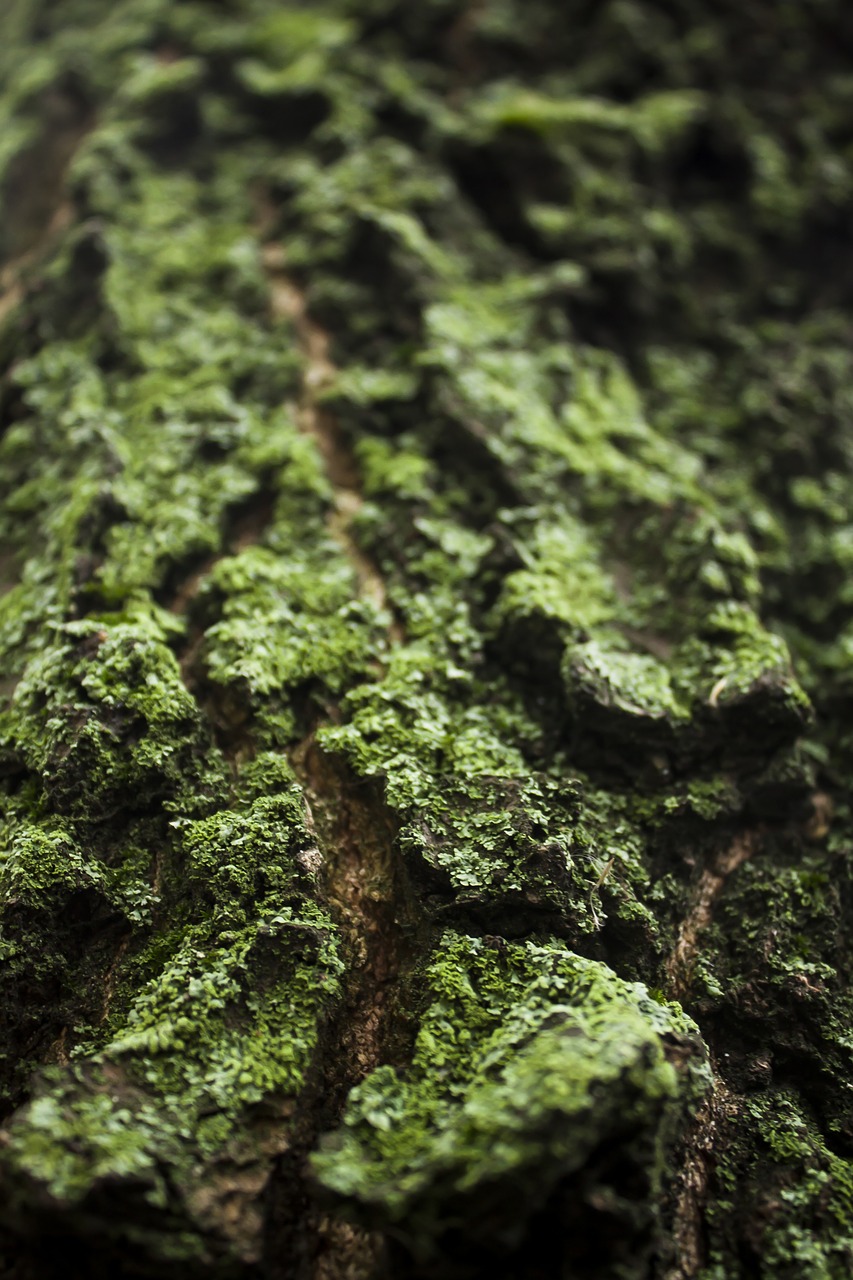 Image - tree bark lichen flora green bark