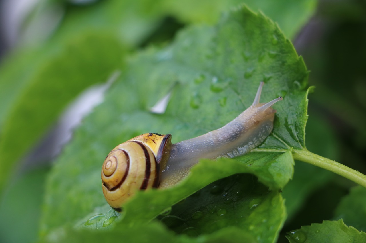 Image - snail shell leaf drop of water