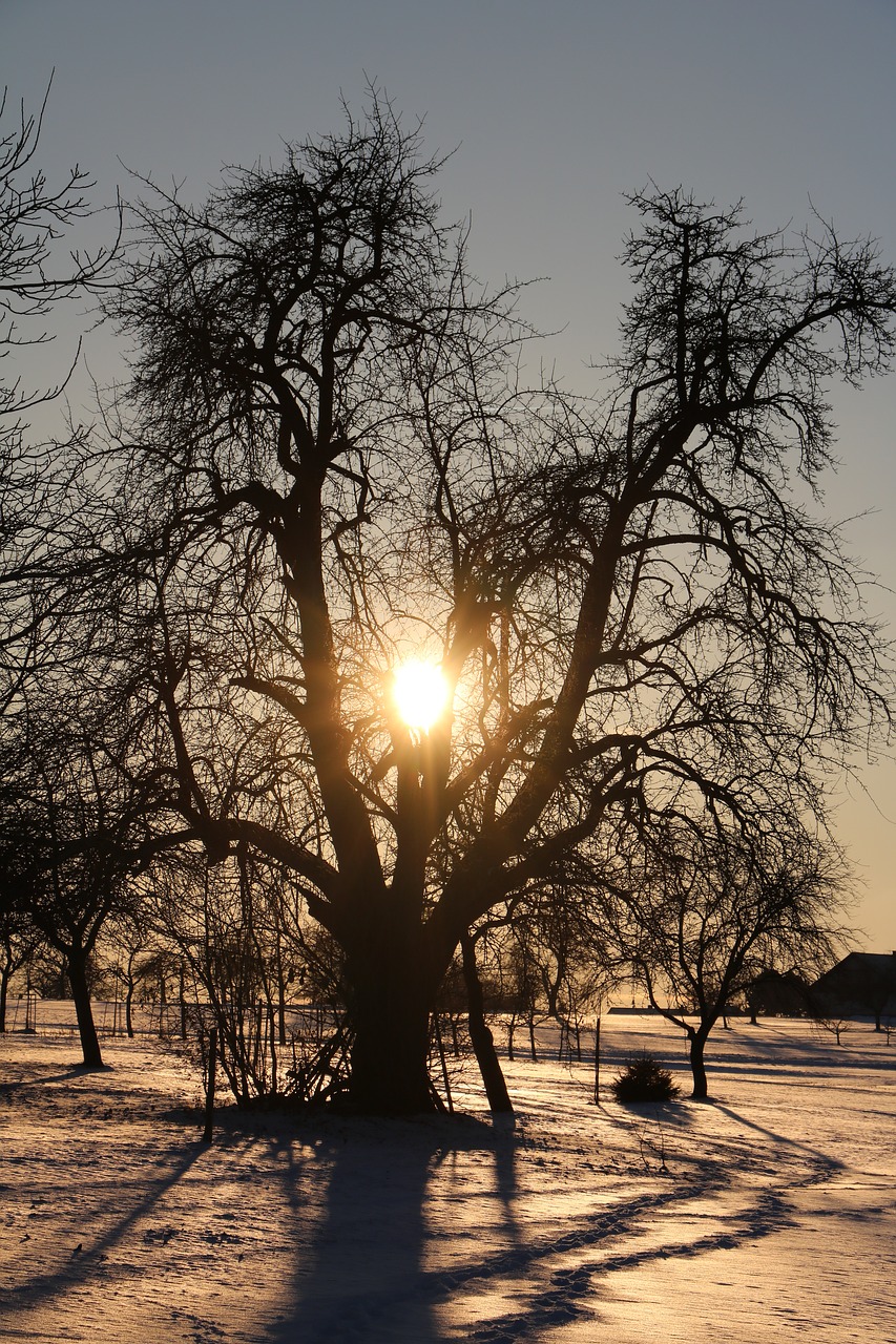 Image - pear tree sun abendstimmung snow