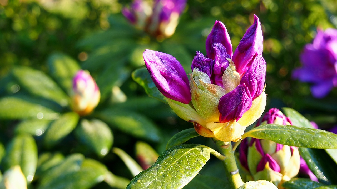 Image - rhododendron flowers plant pink