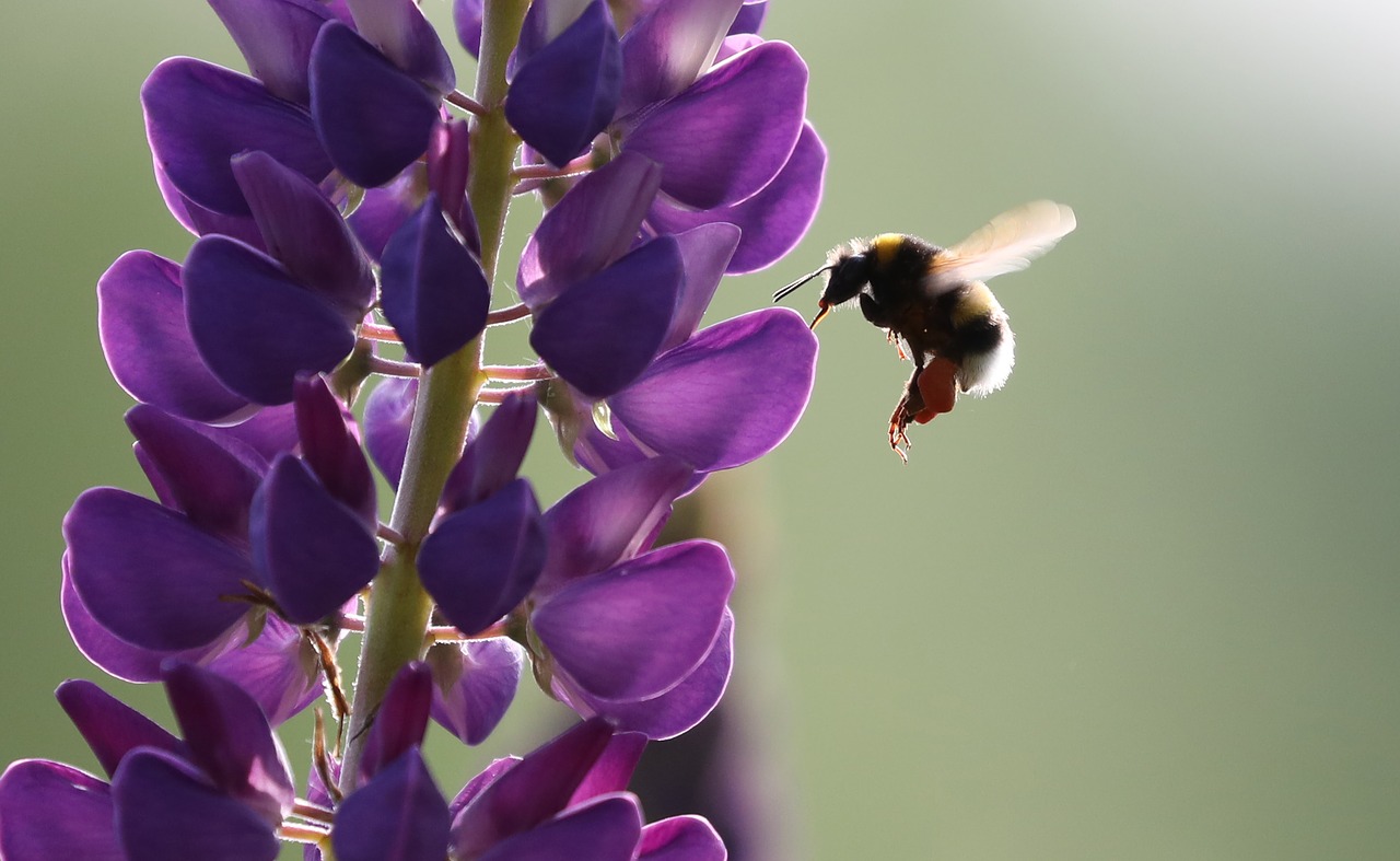 Image - bee lupine flower insect spring