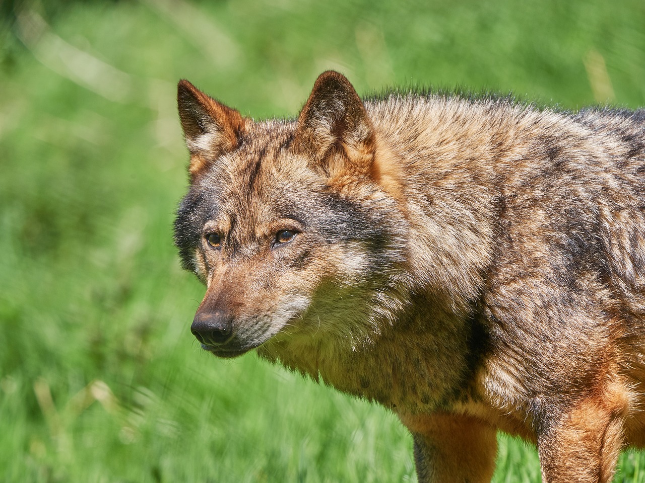 Image - wolf scheu nature forest animal