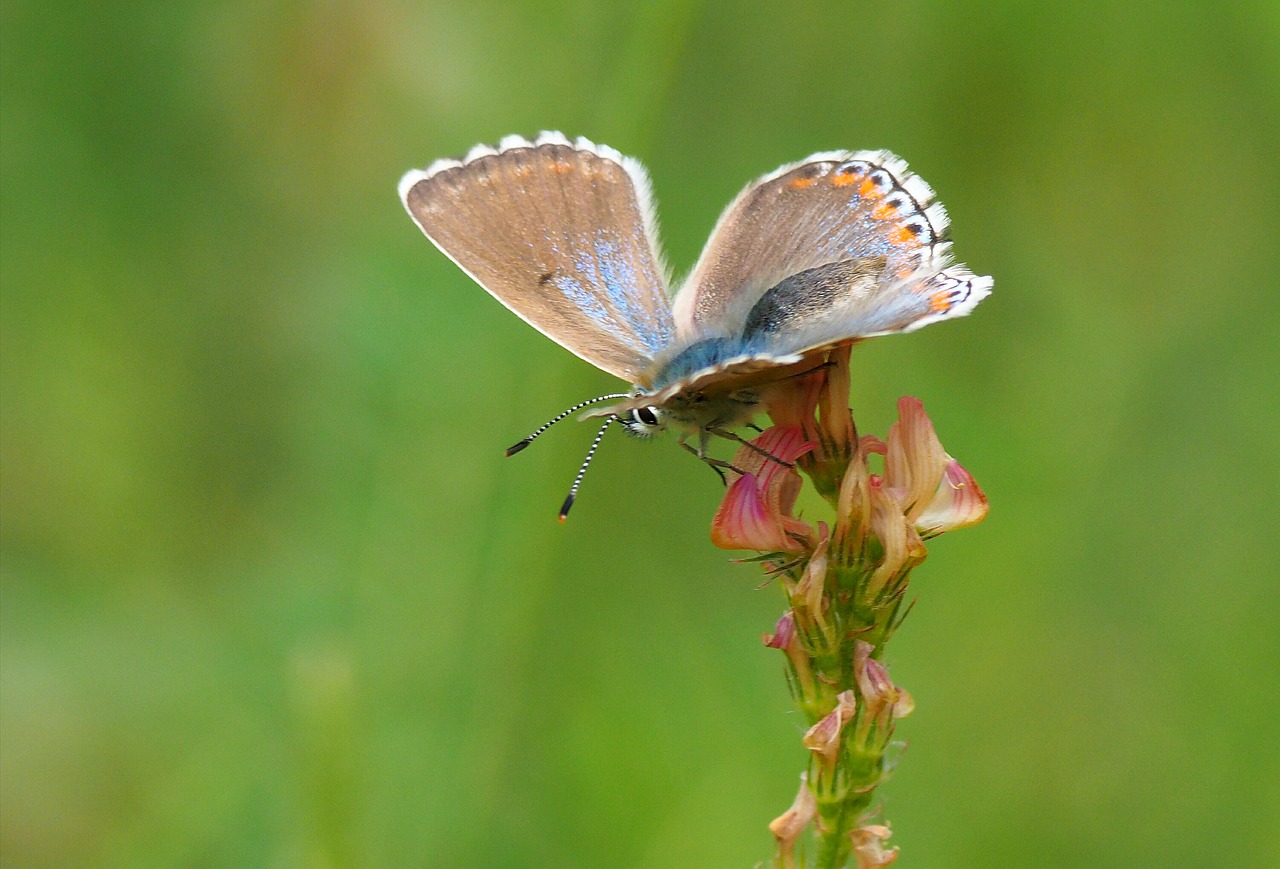 Image - butterfly azure nature macro