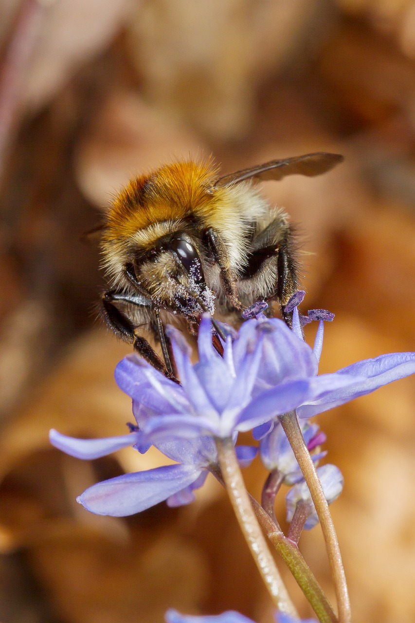 Image - hummel insect pollen pollination