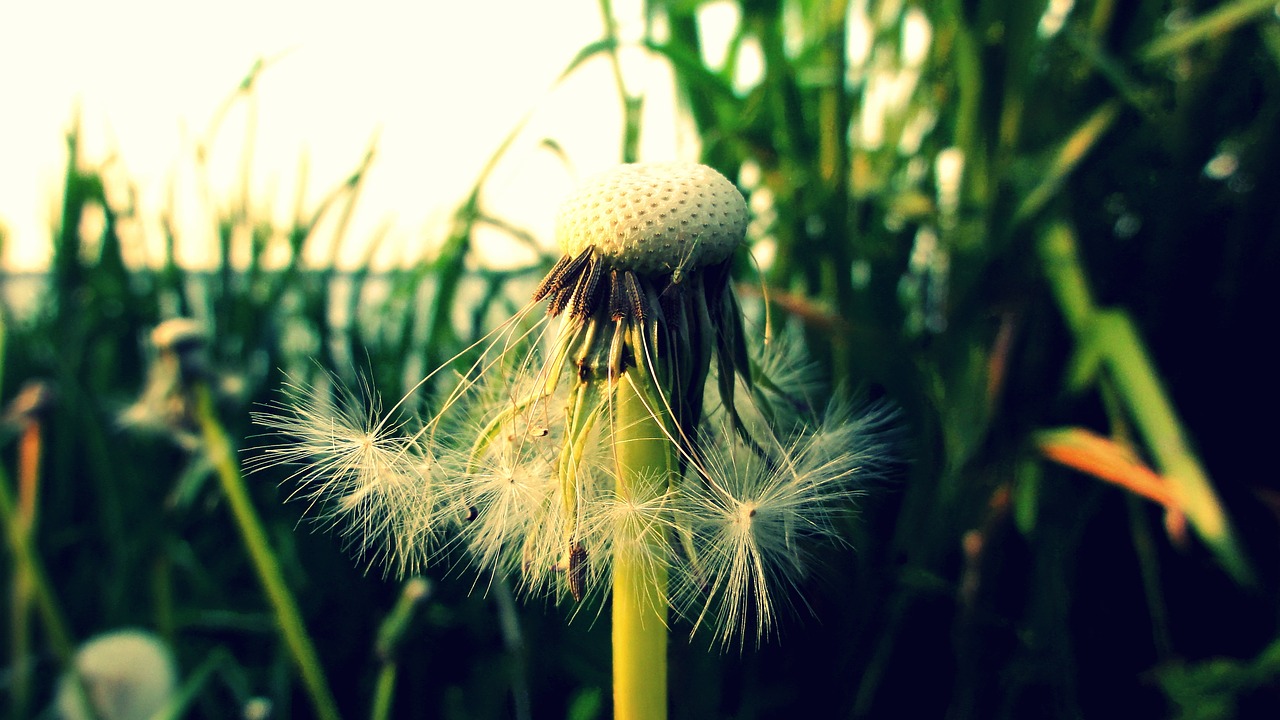 Image - dandelion sonchus oleraceus nuns