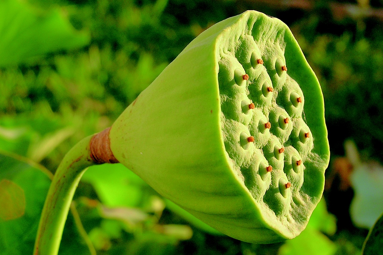 Image - water lotos plants