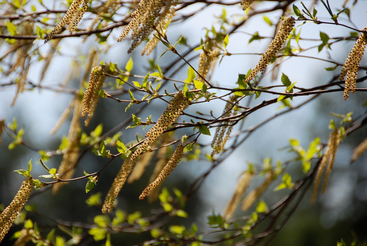 Image - birch branches catkins pollen tree