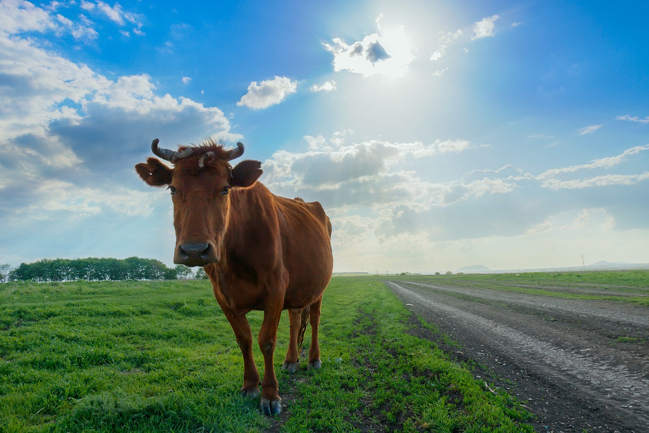 Image - cow animals sky village cattle