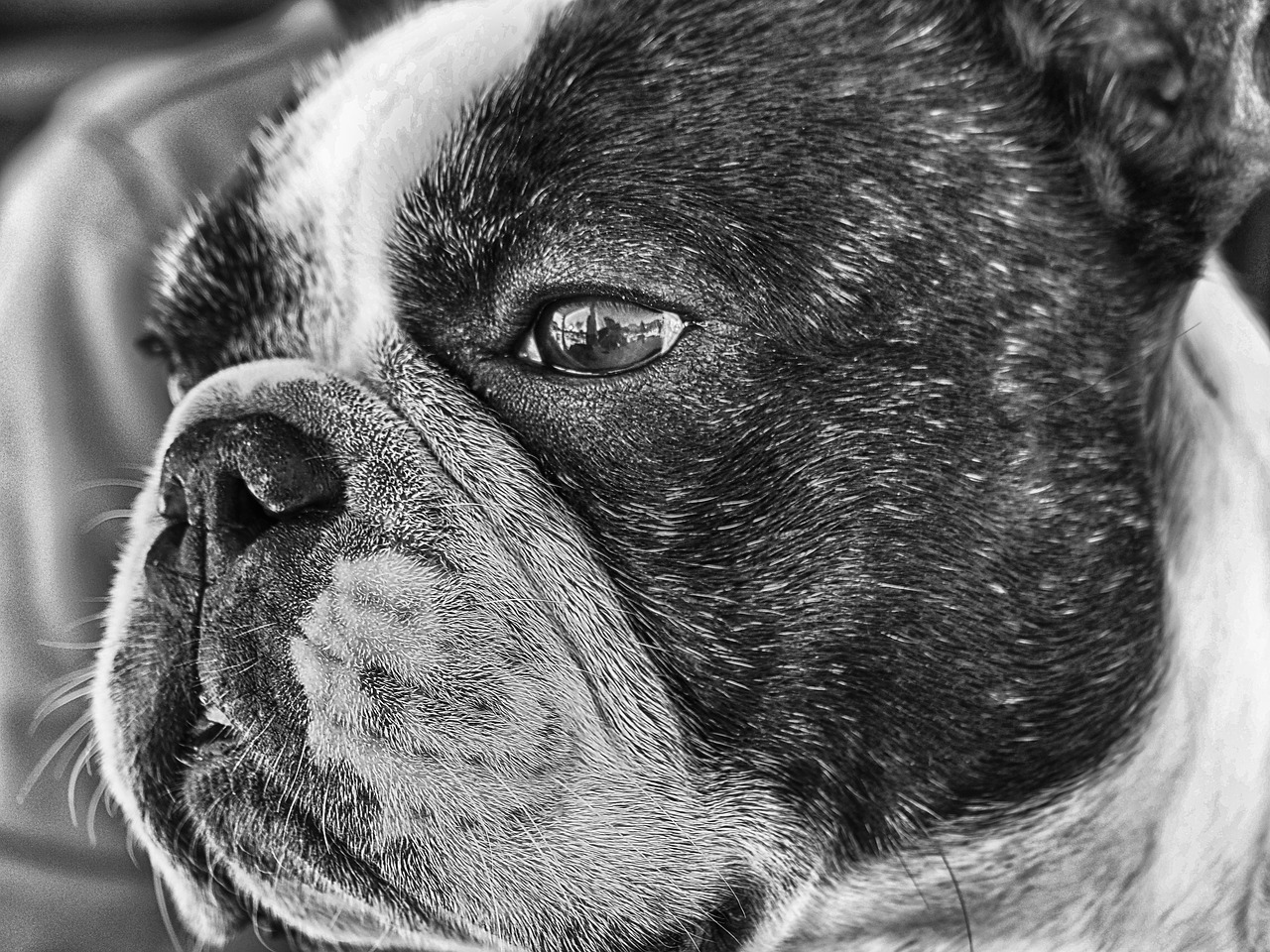 Image - french bulldog dog pet tender look