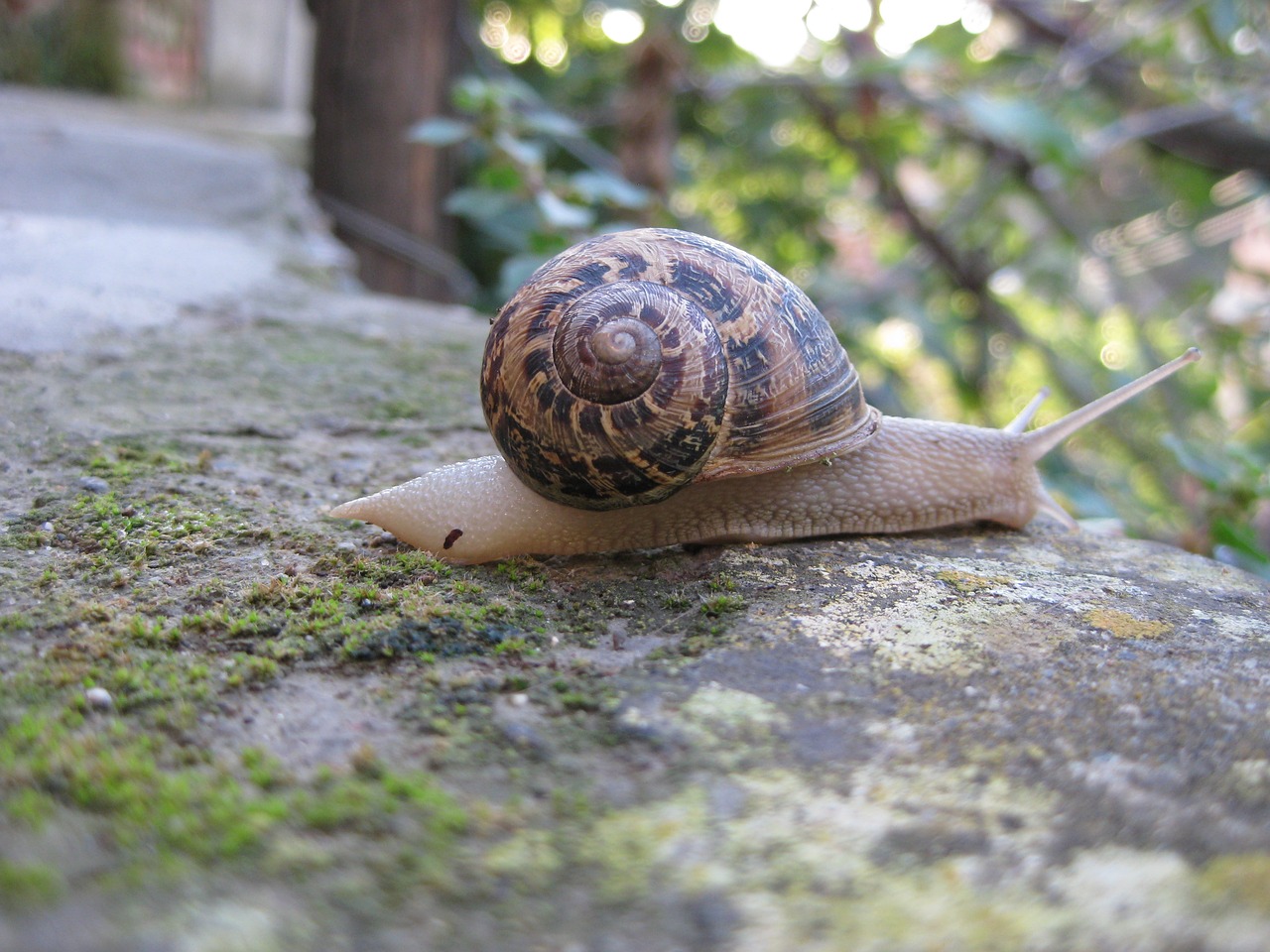 Image - nature snail garden wildlife shell