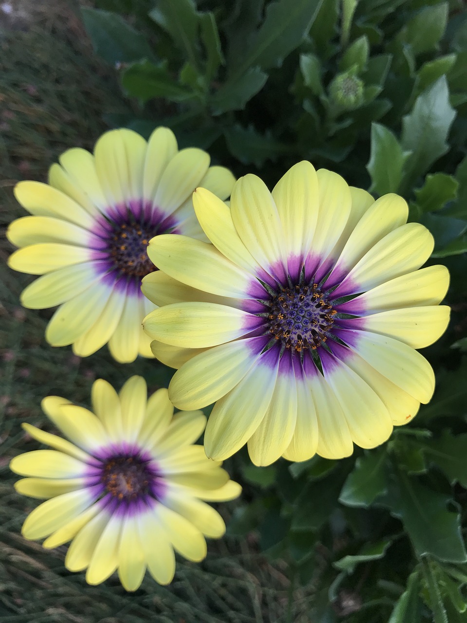 Image - daisy flower yellow purple nature