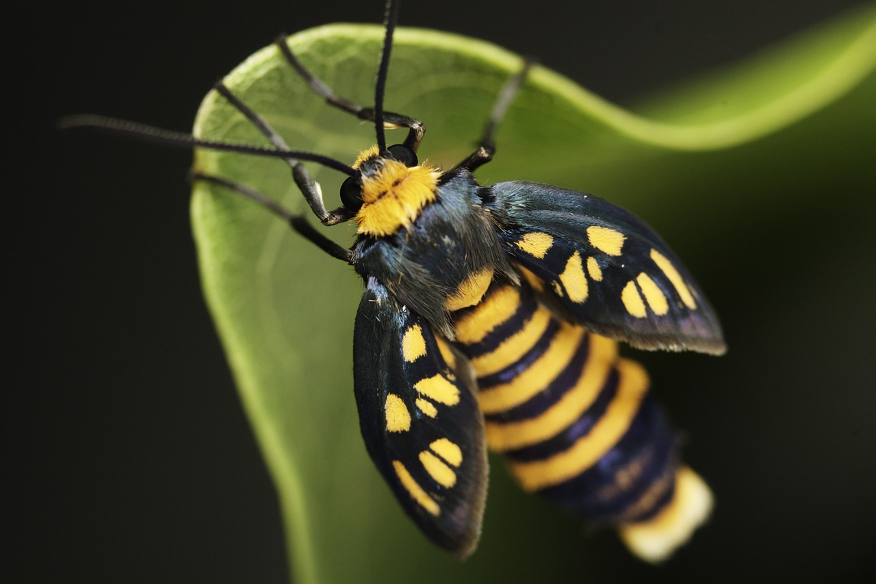 Image - insects moth flying nature