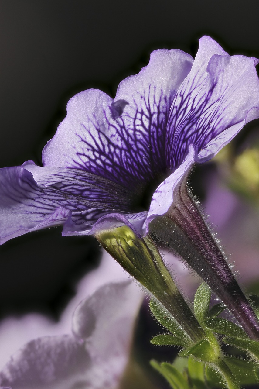 Image - petunia flower blooming spring