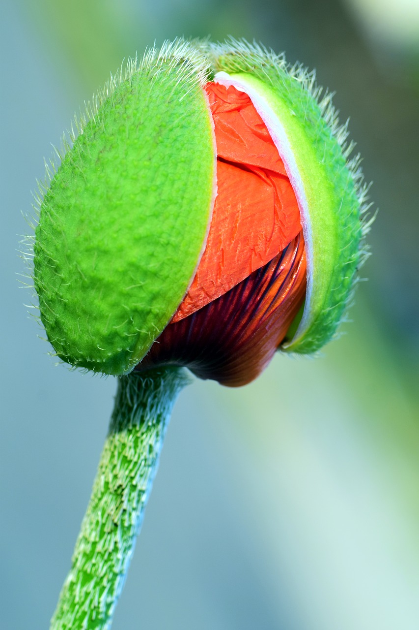 Image - poppy poppy bud bud close