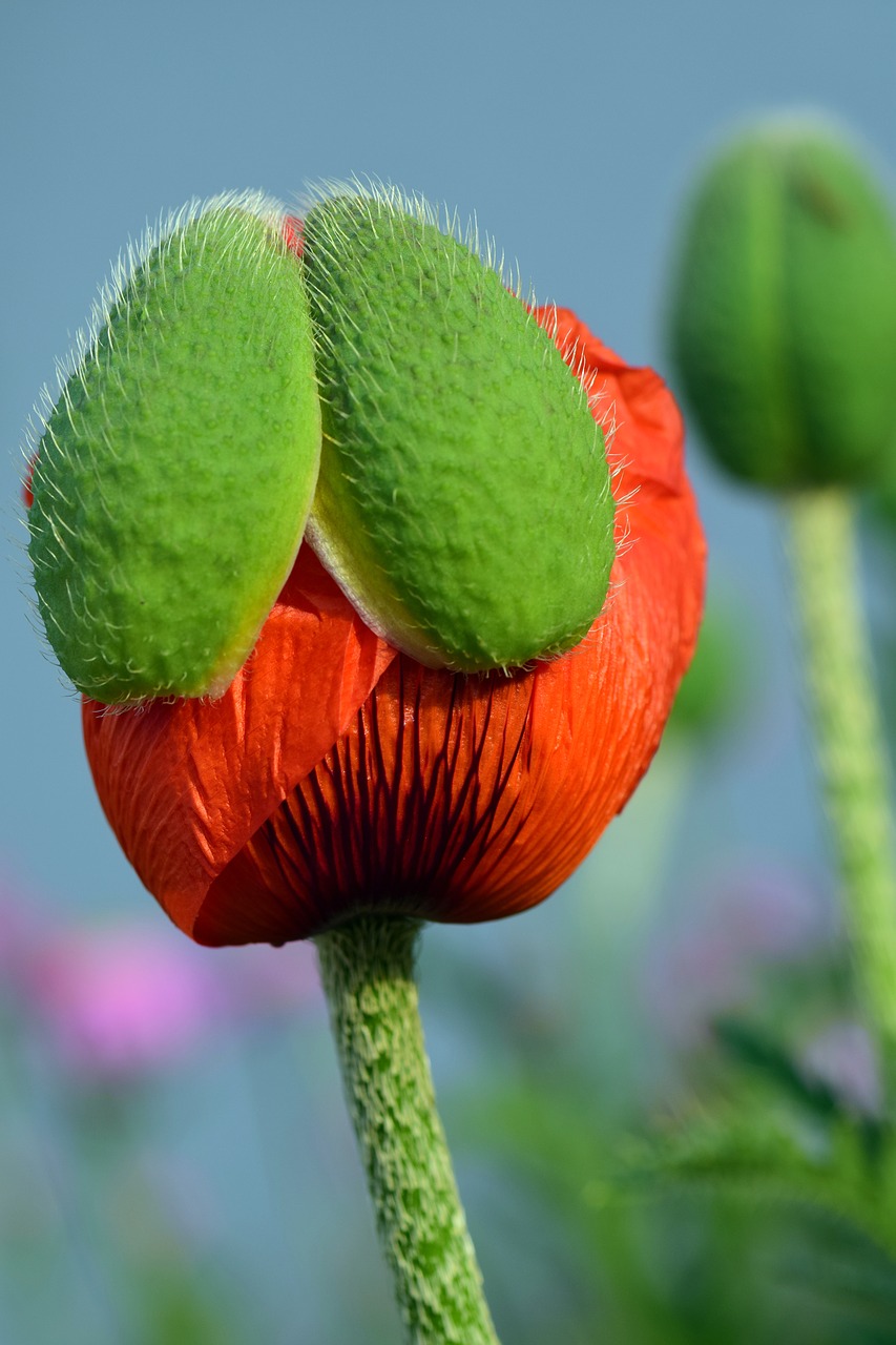 Image - poppy poppy bud bud blossom bloom