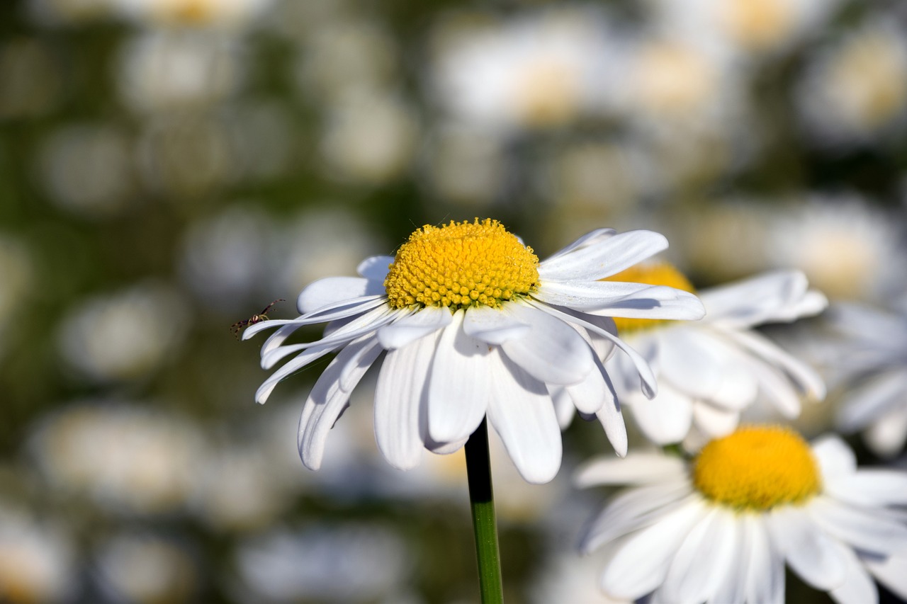 Image - marguerite daisy field yellow