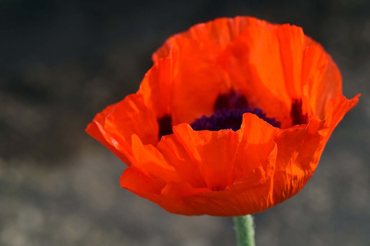 Image - poppy poppy flower red poppy red