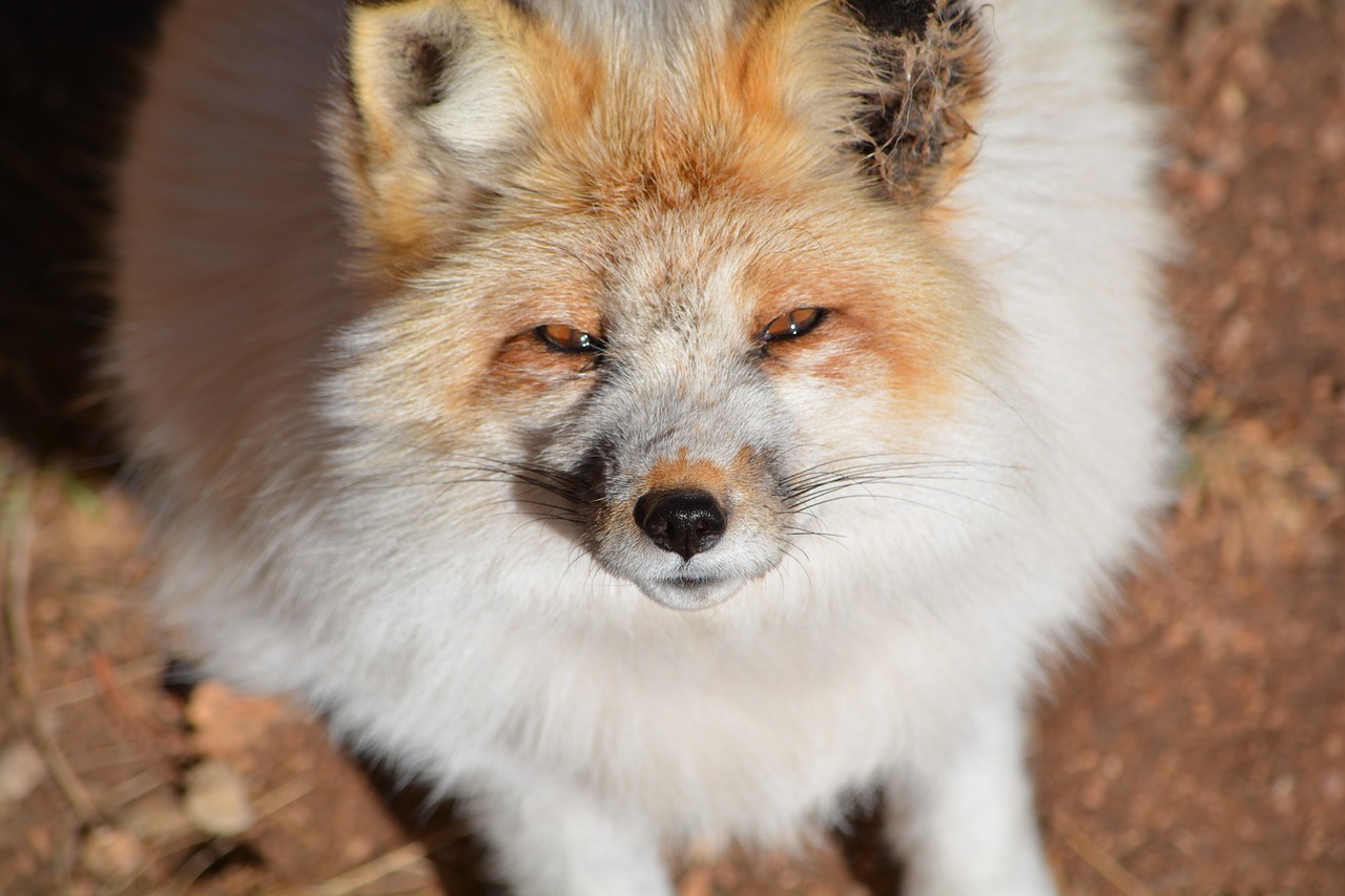 Image - fox white outside