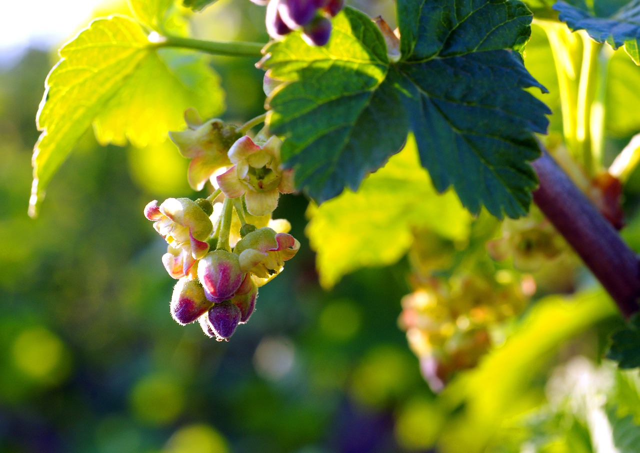 Image - flowers bloom black currant closeup