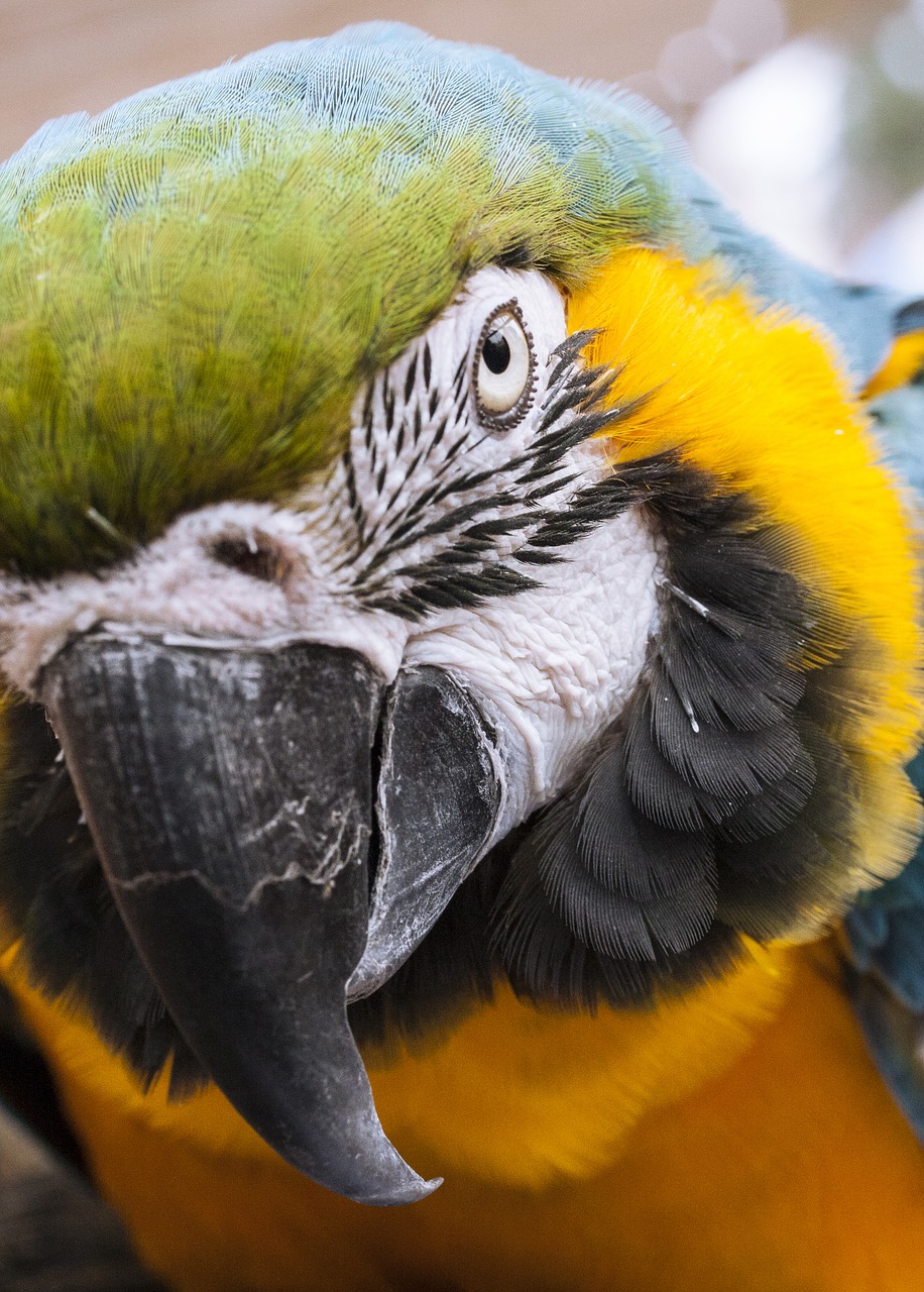 Image - animal parrot bird gaga colors