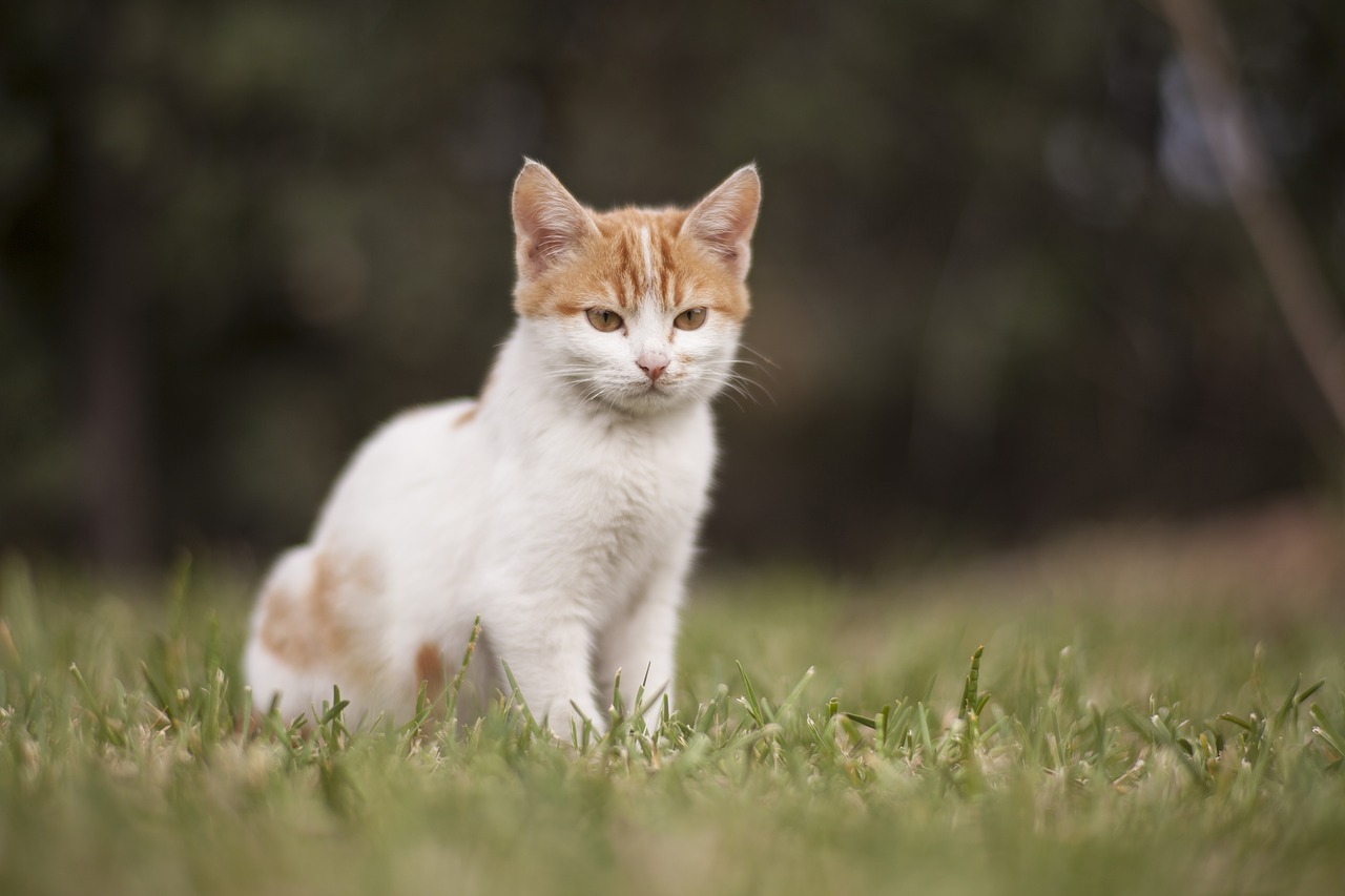 Image - cat white animal portrait animals