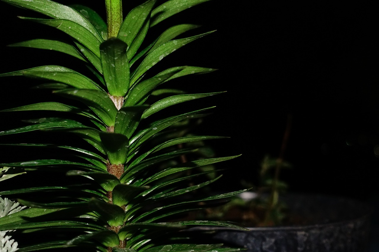 Image - stem green leaves night warm