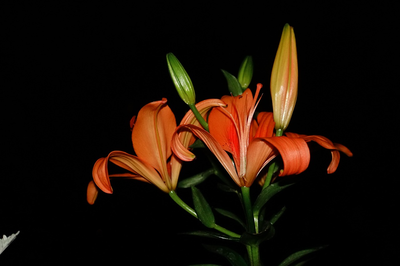 Image - orange spring flowers arrangement