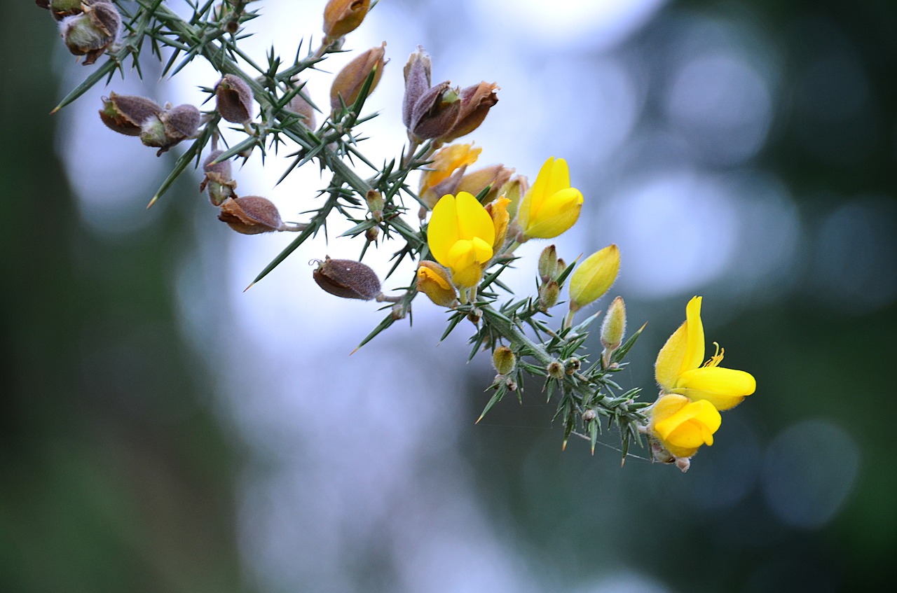 Image - broom flowers yellow spring flora