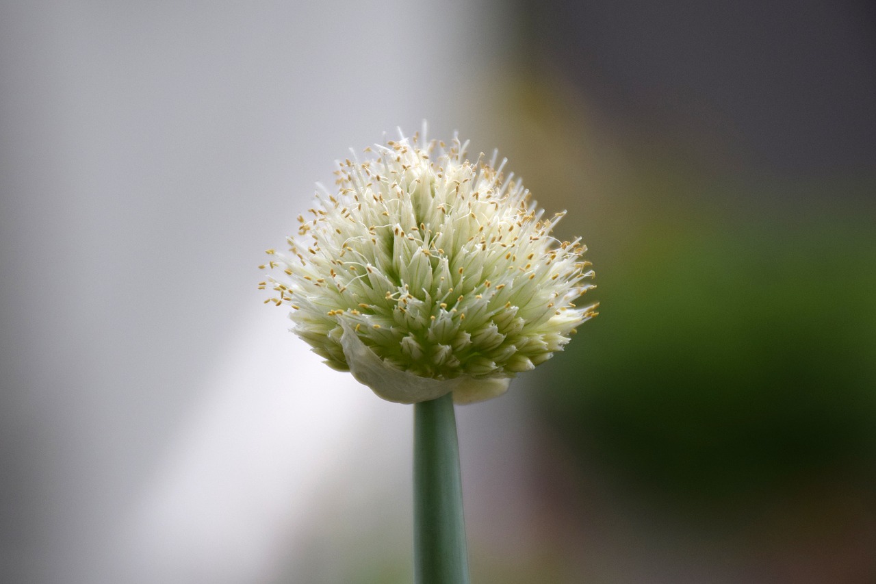 Image - onions green onion flowers