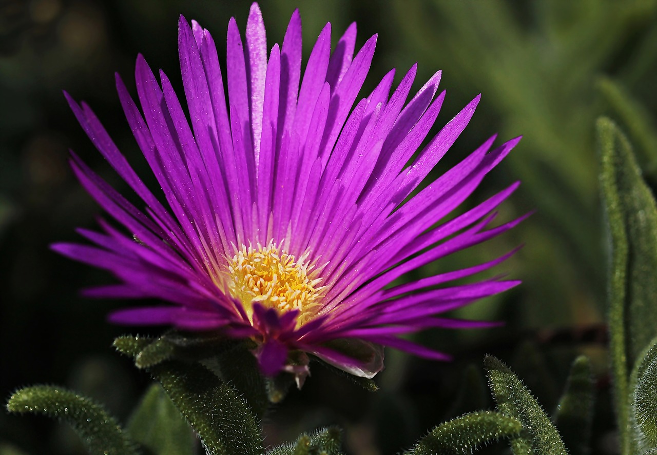 Image - ice plant flower blossom bloom