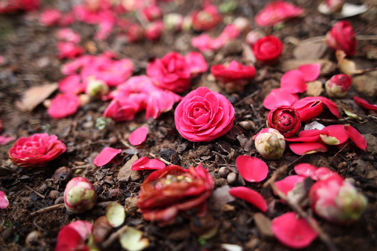 Image - spring flowers camellia