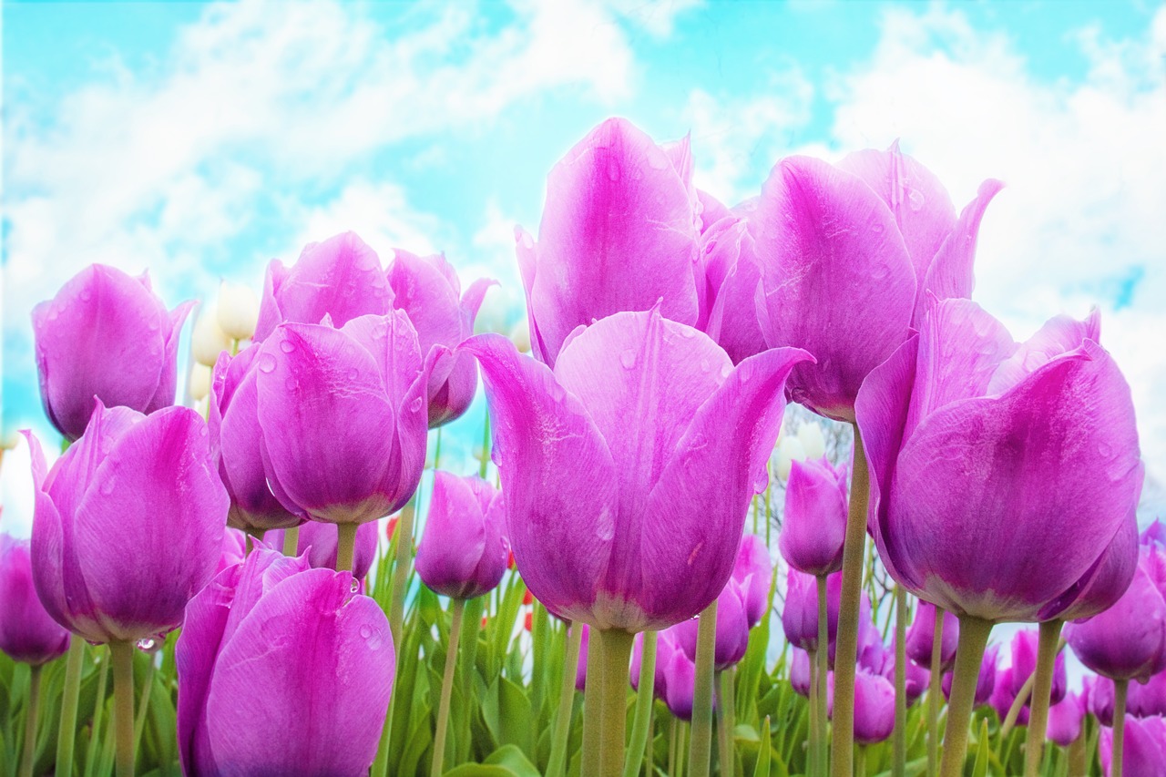 Image - tulips pink spring flowers bloom